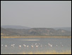 Flamingos in Kalloni Lesvos Island